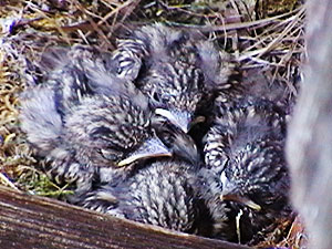 kleine v&ouml;gel