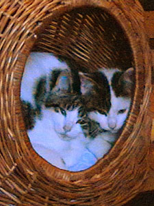 katzen