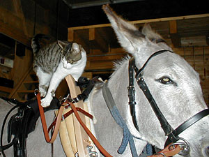 katze und esel